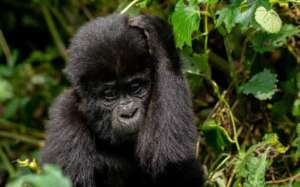 rent a 4x4 to Bwindi park